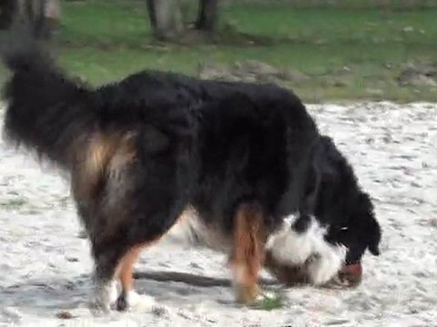 Roulades au parc bis