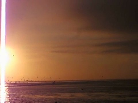 Phoques veaux-marins de la bair d'Authie (2)