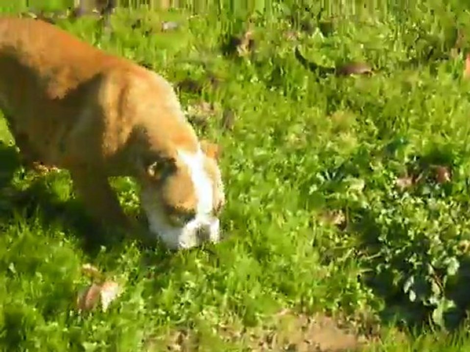 bulldog anglais Gedeon du square du ptit quinquin et Guiness du terroir de fontfroide!