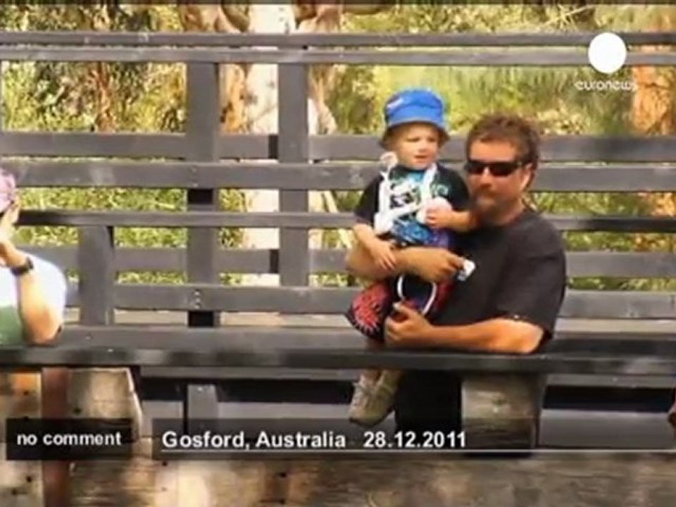 Un crocodile s'attaque à une tondeuse à gazon - no comment