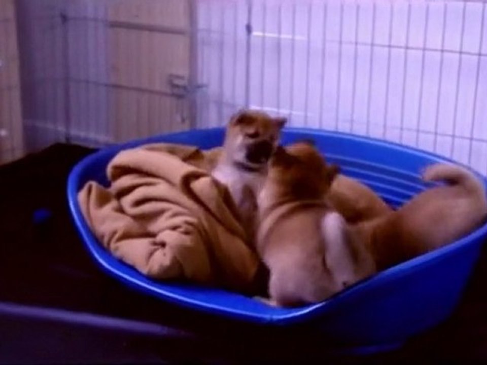 Puppies Jour 42