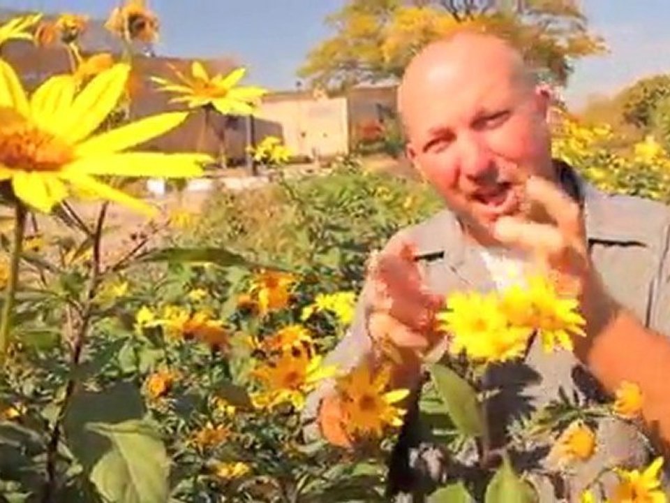 Prophet Mike and the Jerusalem Artichoke