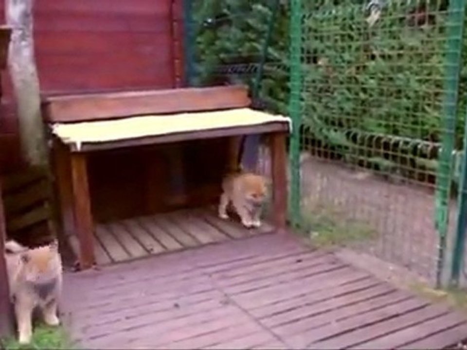 Une journée de chiot - Papa Bluetooth
