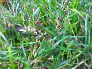 Cicada Killer dragging a Cicada