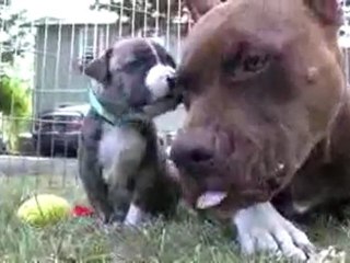 Pit Bull Growls and Snaps at Her Puppies in HD