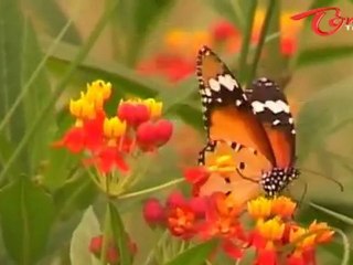 Chitti - A Telugu Short Film By Shankar