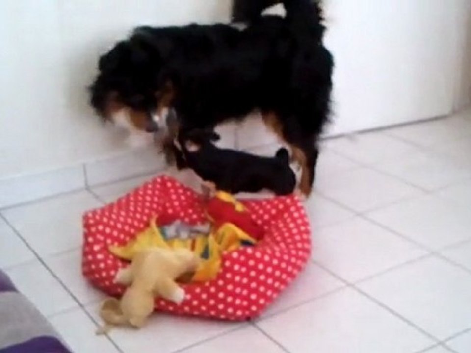 video-2011-12-26-12-46-51