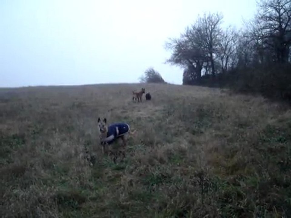 petits chiens lions  et malinoises !