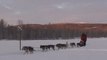 2011.12 Voyage à Slussfors en laponie suédoise avec des chiens de traineau, les norrland husky