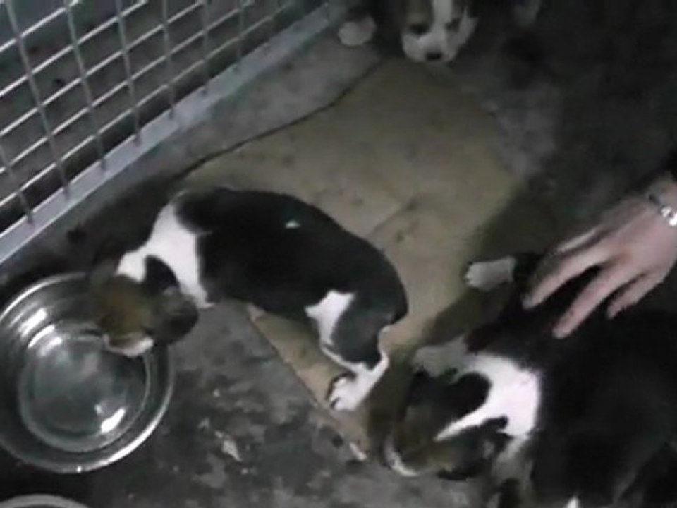 Chiots de Breska & Ulysse