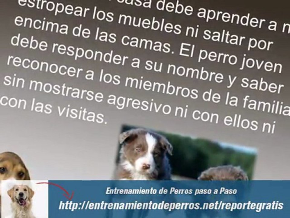 Tecnicas de Adiestramiento para Perros