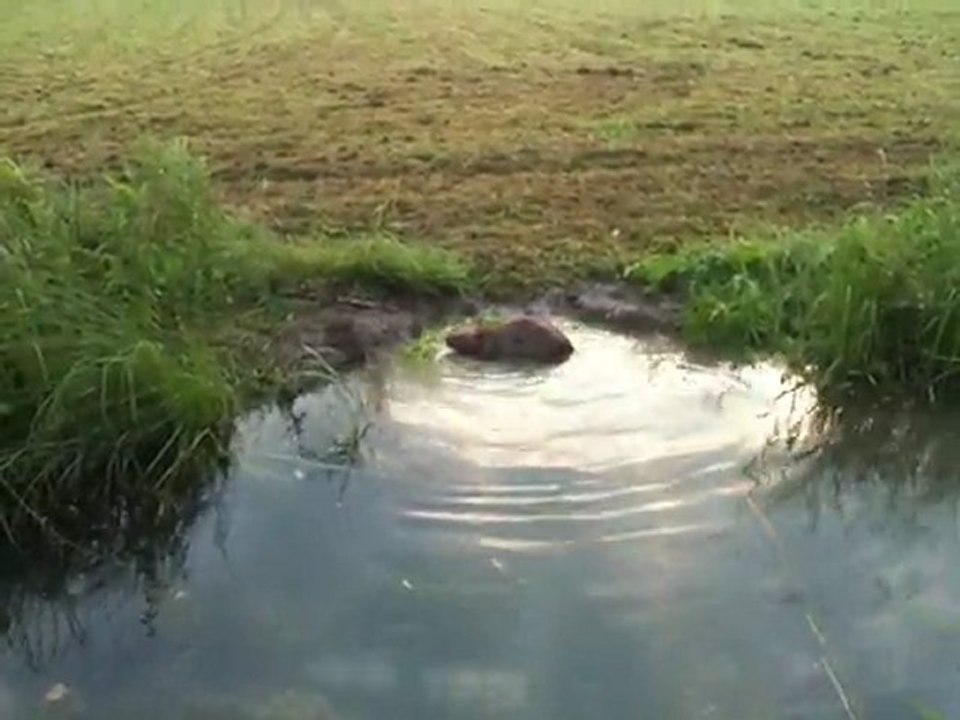 Funny animals - beaver stealing sugar beet