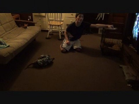 Clicker Training A Pit Bull Dog