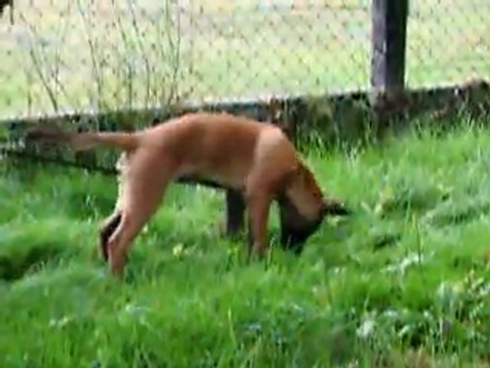 INITIATION PISTAGE R.C.I. SUR CHIOT MALINOIS DE 3 MOIS