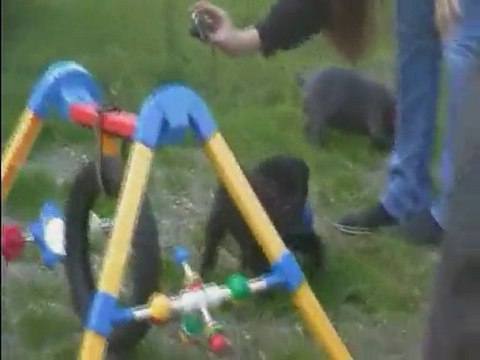 chiots Cane corso du domaine de nos amours extase et silver