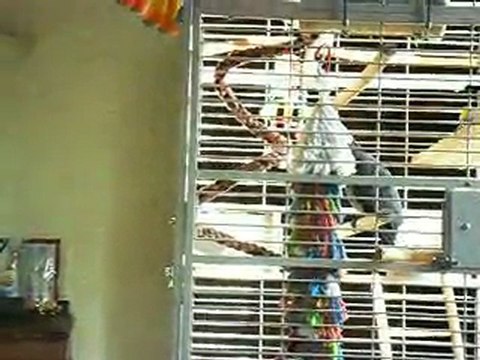 c'est bon ça hein oui c'est bon ,que tes sot, oui oui oui ,ho tes petit gentil toi ,va dans ta cage, tes fâché