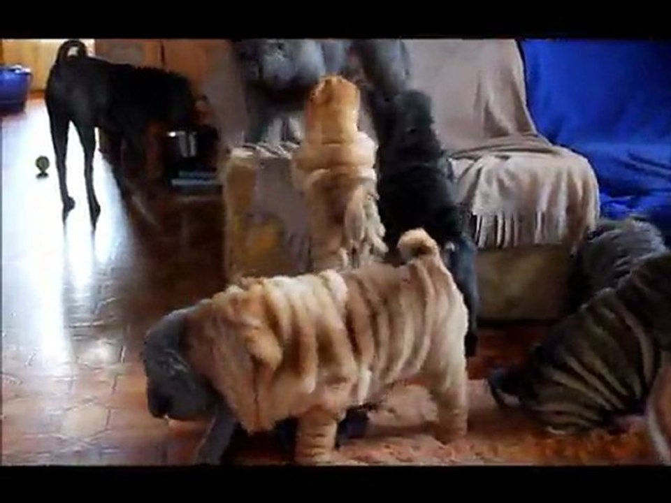 PamPam & les bébés