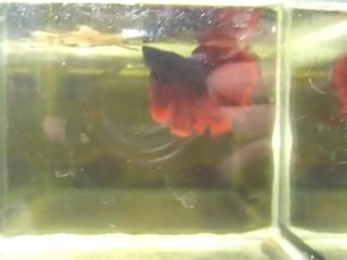 betta hm red 6 mois