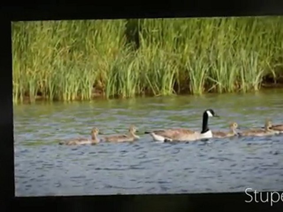 FAMILLE BERNACHE DU CANADA 2009 A LA HAUTE-ÎLE