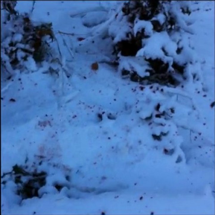Approche du Chevreuil au Cagire