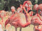 5 Unusual Facts About Flamingos