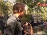 Hungry Crocodile attacks lawnmower in Australia - YouTube