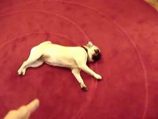 Best dog trick EVER - Play Dead with dramatic pug stumble