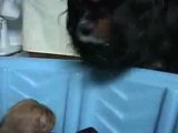 Cavalier King Charles Spaniel Puppies - 3 Weeks Old