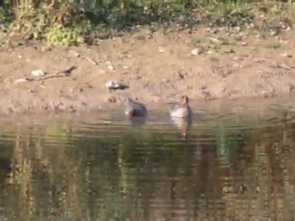 deux sarcelles d'hiver en quête de nourriture à la Haute-Île
