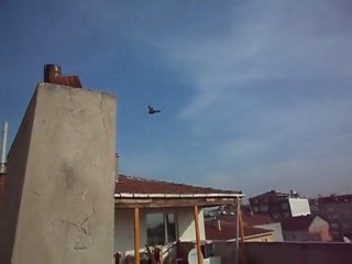 kaynarca ali demir dumanlı aynakuyruk iniş