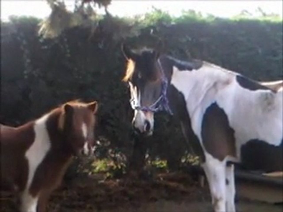 La rencontre entre marguerite et les poney