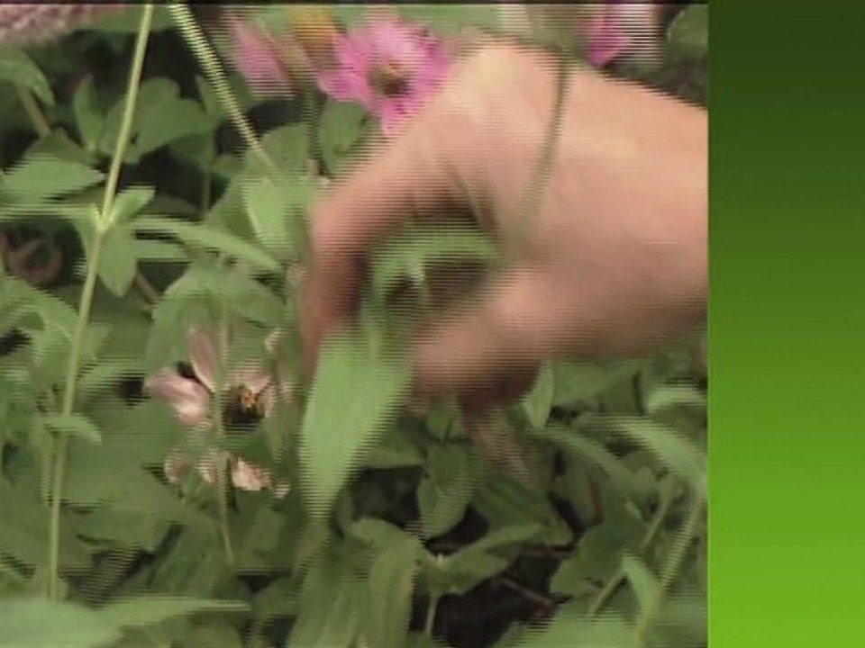 How to maintain your garden