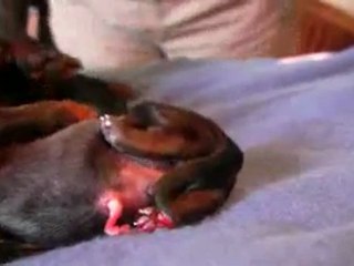 Dachshund -1st Puppy Birth