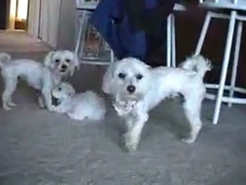 CUTE PUPPIES - 8 Weeks Old- Puppies vs