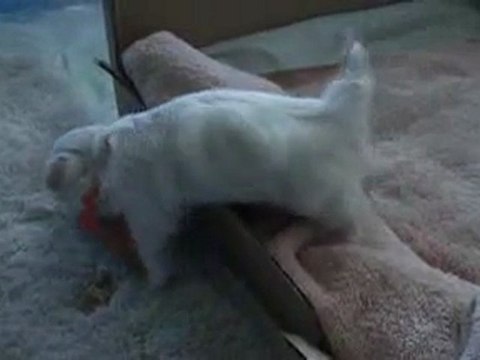 Cute Maltese Puppies