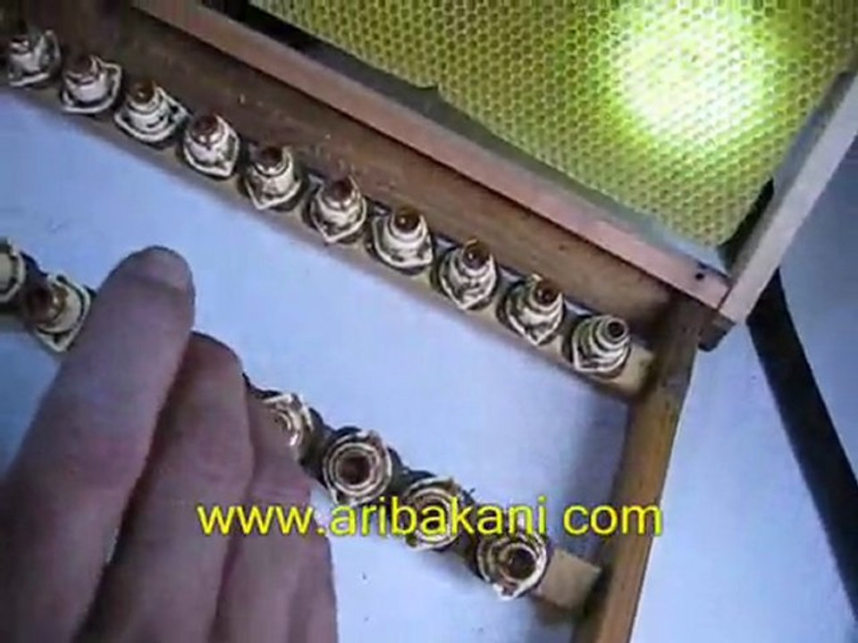 Larva transferi ve ana arı üretimi, arıcılık videosu