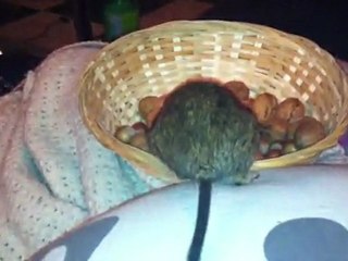 baboon et nenette qui font leur course