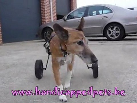 Chariot pour animaux impotents , handicapes,paralysés