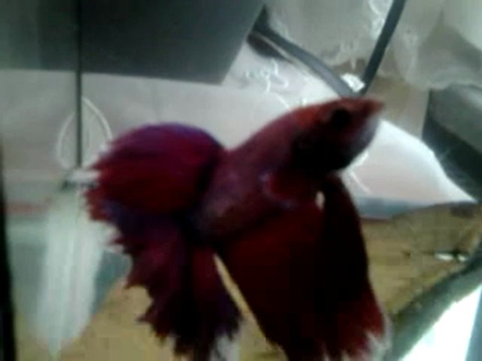 Salamander 2
