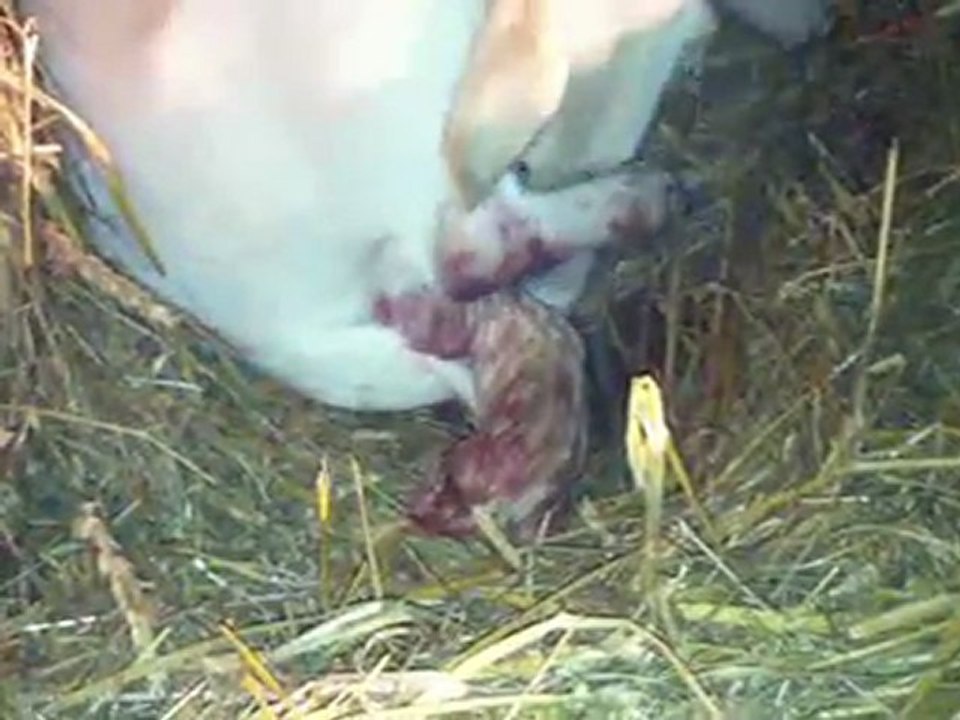 fidji naissance des bébés