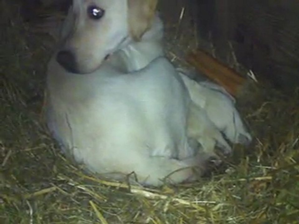 naissance des bébés