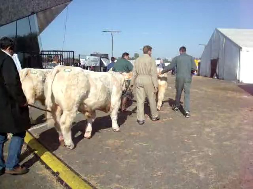 Fête du charolais au Scarabée Roanne Riorge 2011