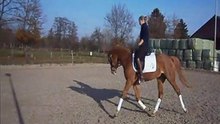 7 jarige merrie v. Bodo draf 2
