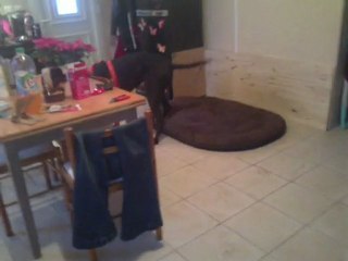 achat du kong pour  Féline chez les fortuna majeur