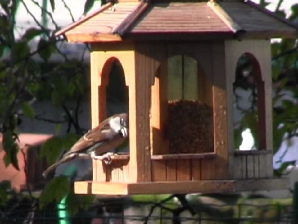 OISEAUX  DE MON JARDIN