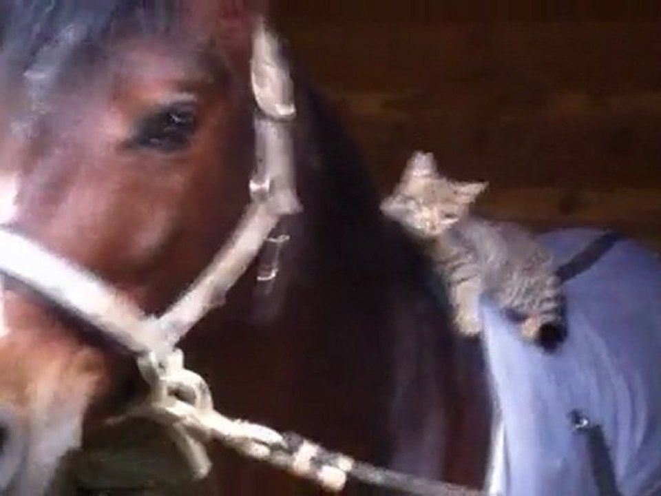 31.12.11 - Rap'Tout et Le Cat's...