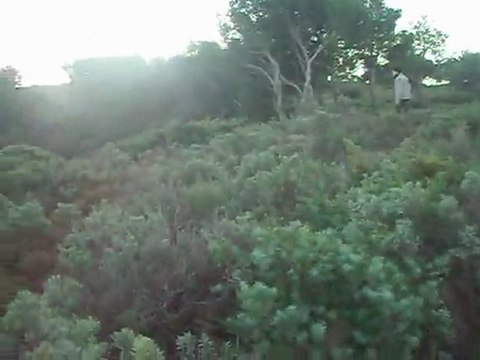 chasse à la bécasse avec bilou 001