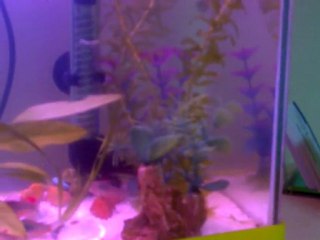 Akvaryumum - Lepistesler