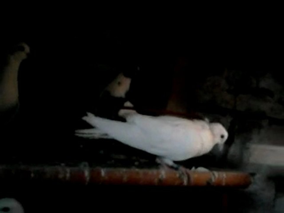 sivas kumrusu en iyileri..