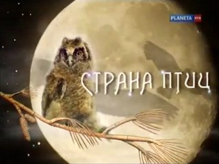 Страна птиц. Вороны большого города (4 серии)